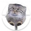 🐱