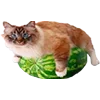 🐈