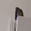 🦜