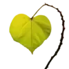 💚