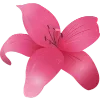 🌸