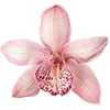 🌸
