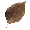 🍂