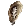 🐚