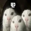 ❓