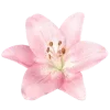 🌸