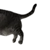 🐈‍⬛