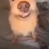 🤩