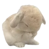 🐰