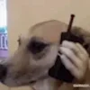 📞
