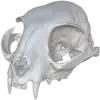 🐱