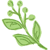 🌿