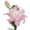 🌸
