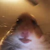 🐹