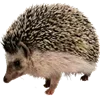 🦔