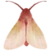 🦋