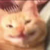 😸