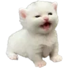 🐈