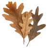 🍂