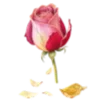 🌷