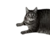🐈‍⬛