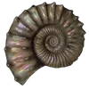 🐚