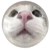 🐱