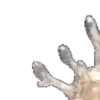 🪸
