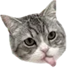 🐈