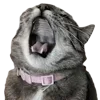 🐈‍⬛