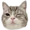 🐈