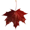🍁