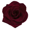 🌹