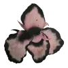 🌺