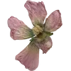 🌸