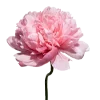 🌸