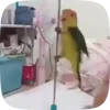 🦜