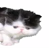 🐈‍⬛