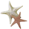 ⭐️