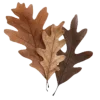 🍁