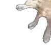 🪸