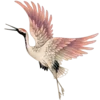 🕊️