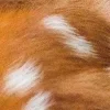 🦌