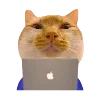 👩‍💻