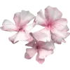 🌸