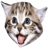 🐈