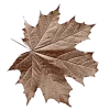 🍁