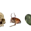 🌟