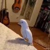 🦜