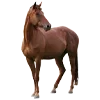 🐎